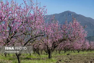 شکوفه‌های بهاری در باغ‌های میوه استان گلستان