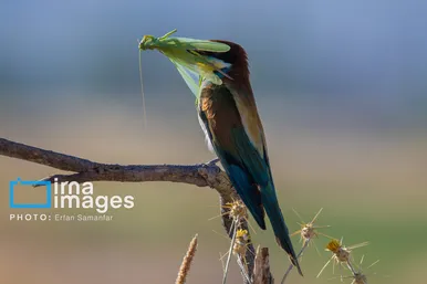 گزارش تصویری | پرنده‌ای به نام زنبور خوار اروپایی