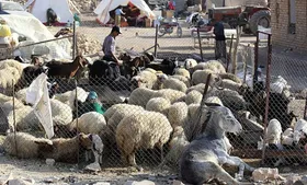 کمک بلاعوض دولت به دامداران خسارت&zwnj;دیده سبزواری