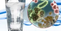 چطور از تجمع باکتری‌ها در غذا و نوشیدنی جلوگیری کنیم؟
