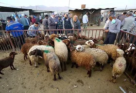 مذاکره ایران با عراق برای صادرات دام زنده