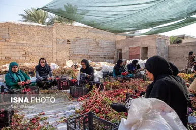 ایران زیباست | برداشت چای ترش در شهرستان کارون