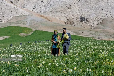 نذر گل نرگس به مقصد حرم