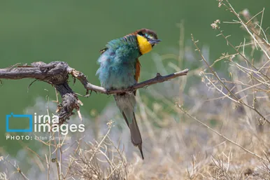 گزارش تصویری | پرنده‌ای به نام زنبور خوار اروپایی