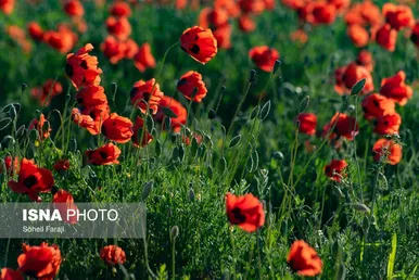 ایران زیباست | طبیعت هزار رنگ جلگه ارومیه