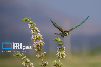 گزارش تصویری | پرنده‌ای به نام زنبور خوار اروپایی