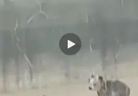 نجات خرس ماده و دو توله&zwnj;اش در &laquo;بیستون&raquo; کرمانشاه + فیلم