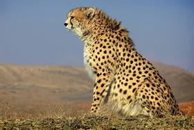 چه تعداد یوز در ایران وجود دارد؟
