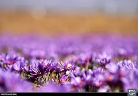 صادرات زعفران خراسان رضوی طی یک سال گذشته روند کاهشی داشته است