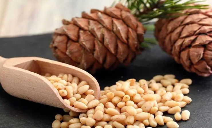 خواص مفید مغز کاج در زیبایی پوست