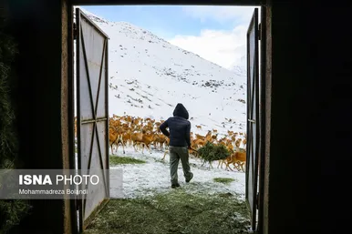ایران زیباست | سفر قوچ‌ها و میش‌ها در میان رشته کوههای البرز