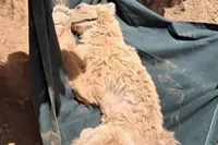 نجات خرس زخمی از ارتفاعات کوه خرسی مرودشت استان فارس