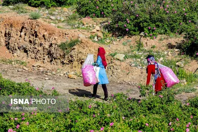 برداشت گل محمدی در کاشان