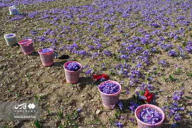 ایران زیباست | برداشت طلای سرخ در خراسان جنوبی