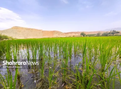 مزارع شالیکاری کلات نادری