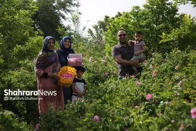 برداشت گل محمدی در روستای فرخد در نزدیکی مشهد