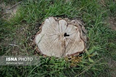 گزارش تصویری | قطع گسترده درختان روستای «اسکان» - شازند