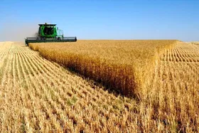 تلاش کمیسیون کشاورزی برای نهایی شدن قیمت ۵۰ هزار تومانی گندم