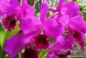 همه چیز درباره ثعلب، خواص و کاربردهایش