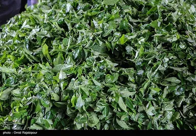 ایران زیباست | برداشت چای بهاره - گیلان