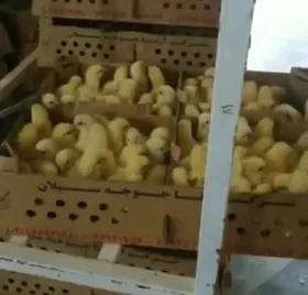 واکنش محیط زیست به زنده به گور کردن جوجه&zwnj;های یک روزه/ جوجه کش&zwnj;ها مجازات می&zwnj;شوند