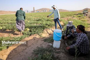 برداشت هندوانه در روستای گلسرا