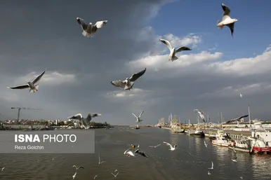 ایران زیباست | پرندگان مهاجر دریای خزر