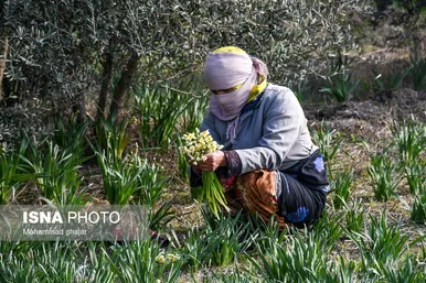 ایران زیباست | باغ گل نرگس آزادشهر - گلستان