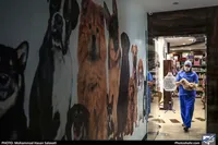 موارد مثبت ابتلا به هاری در خراسان رضوی به ۳۴ مورد رسید| ارسال تقاضای راه‌اندازی ستاد ساماندهی سگ‌های بلاصاحب به استانداری