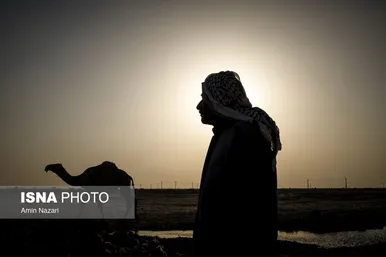 پرورش شتر در هویزه