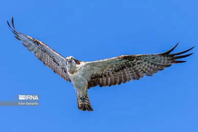 روز جهانی پرندگان مهاجر
