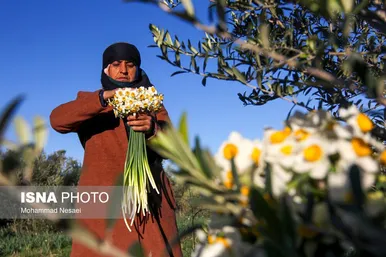ایران زیباست | مزرعه گل نرگس - گلستان