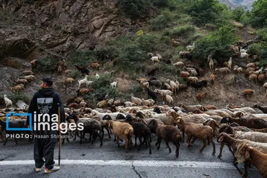 گزارش تصویری | «جاده چالوس» گذرگاه بهاری عشایر