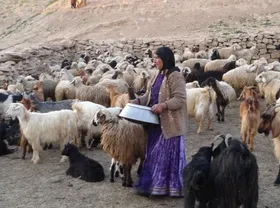 اشتغال زایی جهاد کشاورزی برای ۵۰ هزار زن در کشور