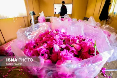برداشت گل محمدی در کاشان
