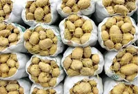 عرضه مستقیم سیب‌زمینی وارداتی با قیمت ٢٩ هزار و ٥٠٠ تومان