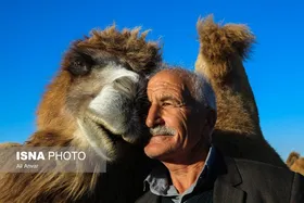 مزرعه شتر دوکوهانه در استان اردبیل
