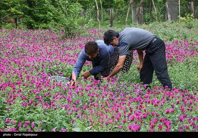 ایران زیباست | برداشت گل گاو زبان در روستای سجیران گیلان