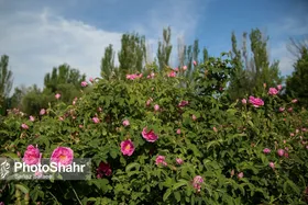 سالانه ۲ میلیون و ۲۵۰ هزار اصله نهال استاندارد در خراسان رضوی تولید می&zwnj;شود