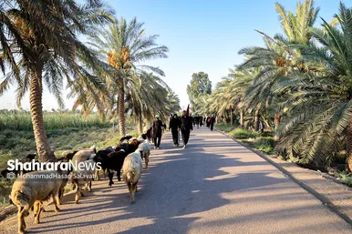 گزارش تصویری | طریق العلما؛ زائران اربعین در مسیر کربلا