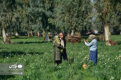 ایران زیباست | نرگسِ «بِهبهان»