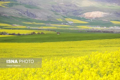 ایران زیباست | کشت کلزا در مناطق کوهستانی دودانگه - مازندران