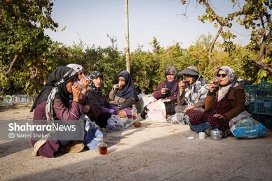 گزارش تصویری | فصل برداشت انار از باغ‌های شهرستان کاشمر