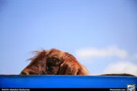 دام زنده عید قربان در مشهد چقدر قیمت دارد؟