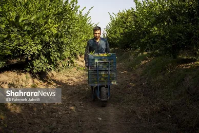 گزارش تصویری | برداشت نارنگی از باغات هاشم‌آباد گرگان