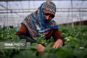 گزارش تصویری | تولید برای محرومیت زدایی؛ گلخانه توت&zwnj;فرنگی چناران