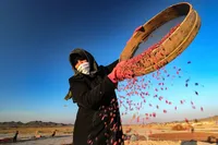 سهم ۱۱ درصدی اشتغال بانوان در بخش کشاورزی