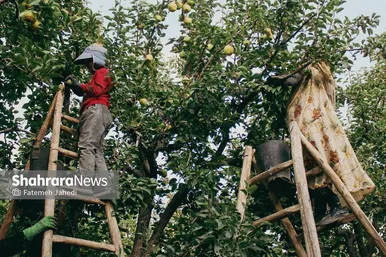 گزارش تصویری | برداشت گلابی از باغات چناران