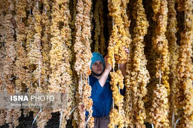 گزارش تصویری | شهرستان تاکستان قطب انگور ایران