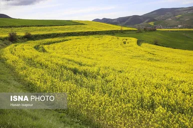 ایران زیباست | کشت کلزا در مناطق کوهستانی دودانگه - مازندران